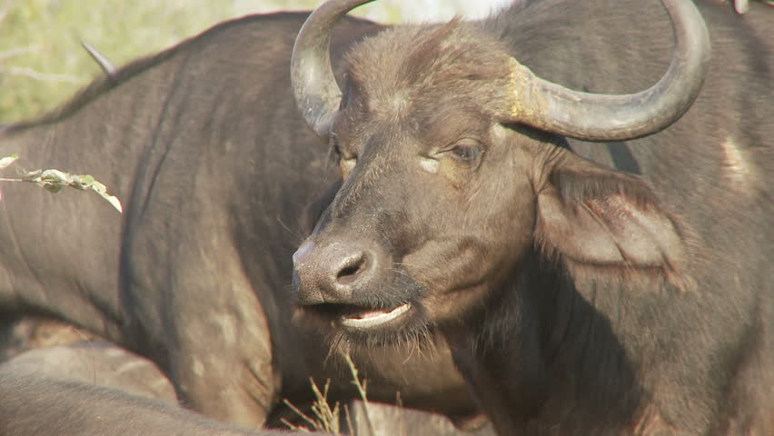 A buffalo chews the cud whilst standing
