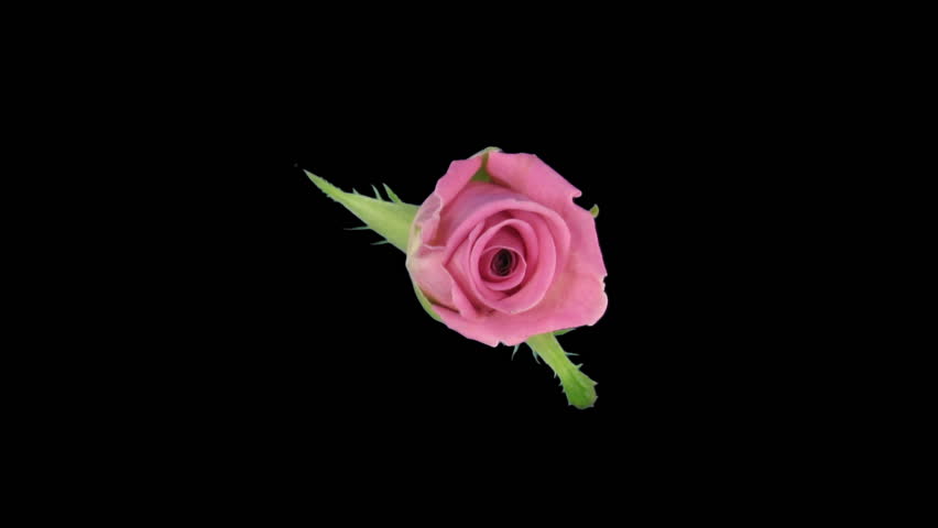 Time-lapse of opening "Aqua" rose 