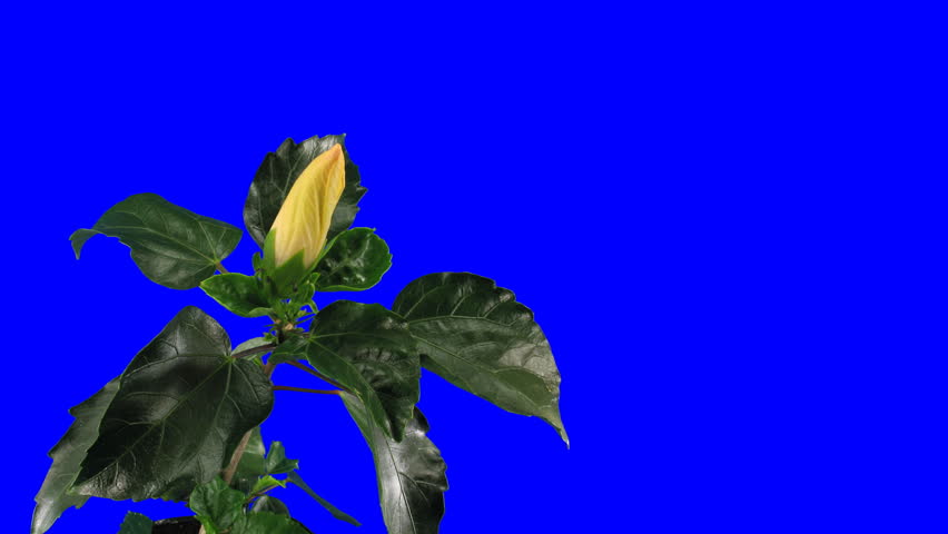 Time-lapse of white hibiscus flower opening 9a chroma key 