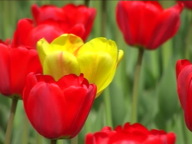 RED and Yellow Tulips in the spring