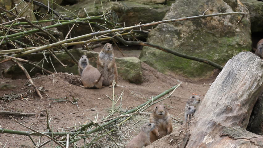 Funny rodent family