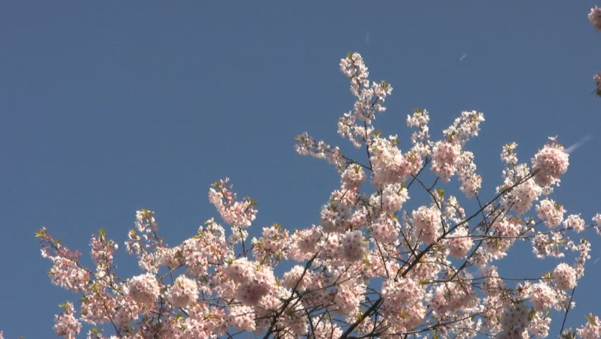 Blossom Snowflakes Fly Off Cherry Tree In Springtime