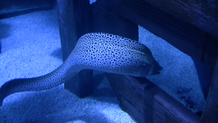 A Green Moray Eel gracefully swims through the dark water. Shot at the Houston Downtown Aquarium. 