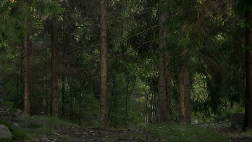 Forest with change in light