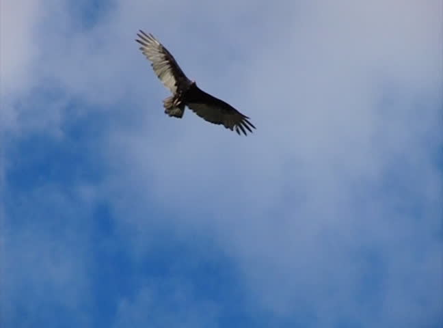 High Speed Camera : Golden Eagle 02 Flying