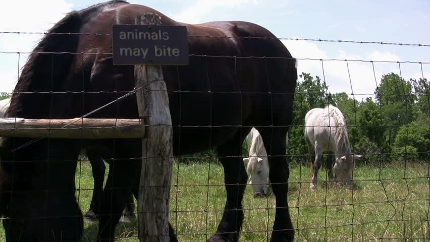 Horses behind Animals may Bite Sign