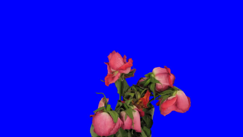 Time-lapse of dying rose bouquet 9 blue chroma key 