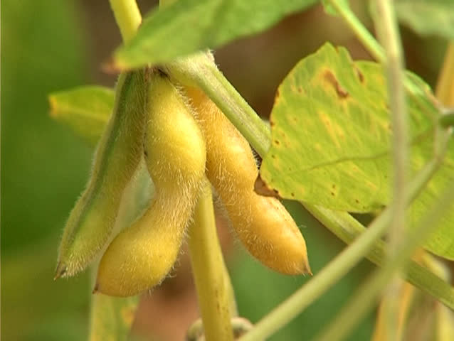 Parts of the soy plant : leaves,stem and fruit on the soybean field in summer