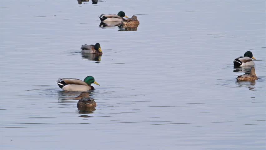 Group CumÃÆÃÂ¼n duck (Anas platyrhynchos)