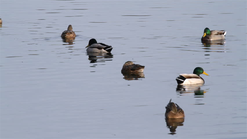 Group CumÃÆÃÂ¼n duck (Anas platyrhynchos)