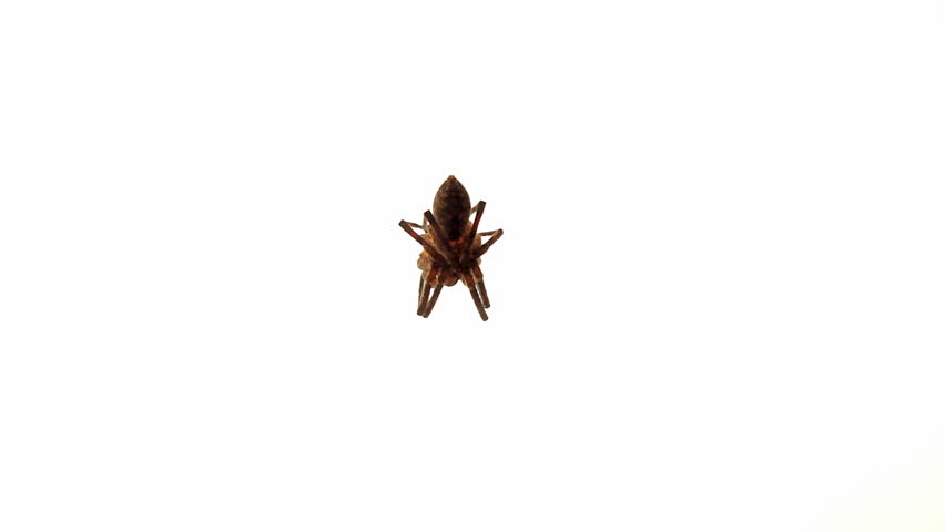 view under wolf spider opening legs and running away