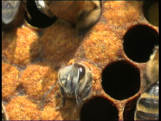 bee