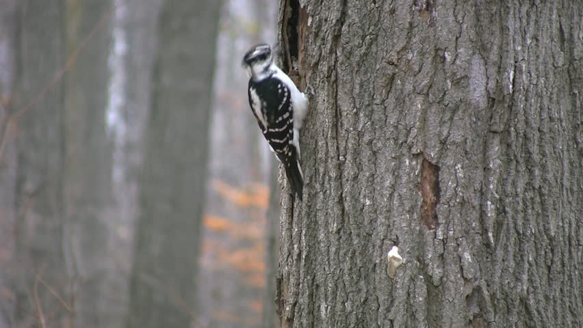 Woodpecker searches for insects on a tree. 