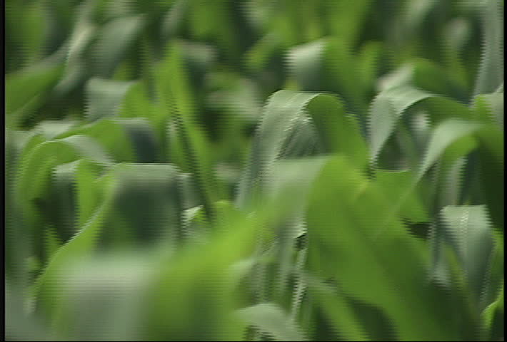 Close up of corn zooms out to reveal entire field on a sunny day. Related clips #20451, #59902