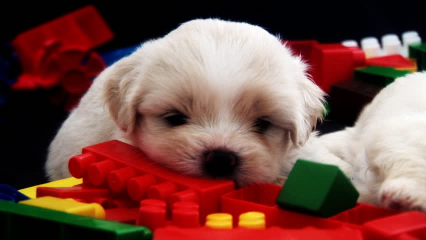 Cute Fluffy Puppy Chewing A Stock Footage Video 100 Royalty Free Cute Fluffy Puppy Chewing A Stock