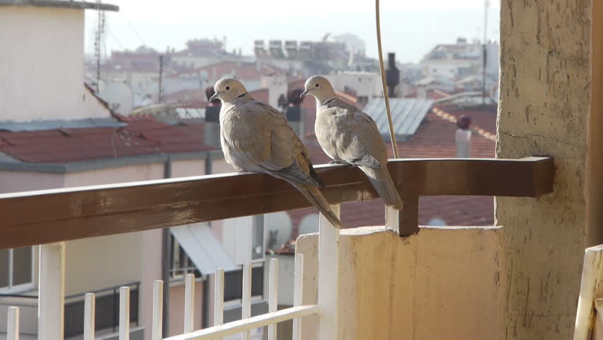 2 lovely dove birds sit on balcony railing, look around