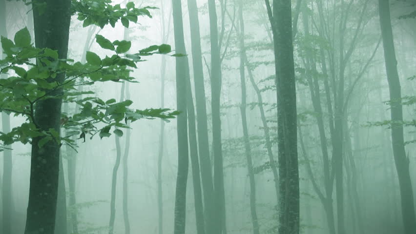 Foggy autumn forest