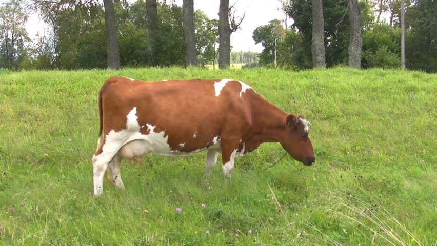 cow grazed on the meadow