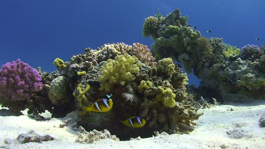 Red sea anemonefish (amphiprion bicinctus), adult pair, swimming away from the protection of their host Bubble anemone (entacmaea quadricolor). Gordon reef, Gulf of Aquaba, Red Sea, Egypt.