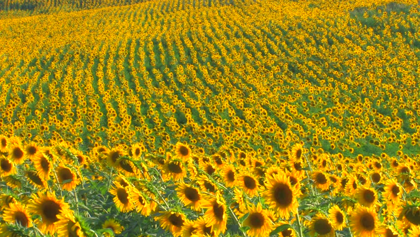 HD Sunflower field, sunflowers swaying from the wind, Canon XH A1, FullHD video, 1080p, 25fps, progressive scan 