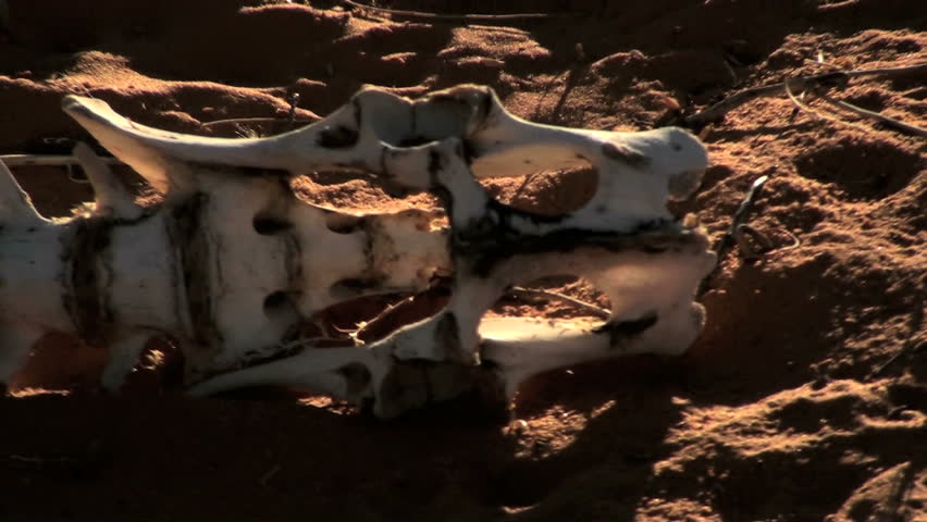 Bony skeleton lays on stark, desert landscape. 1920x1080 