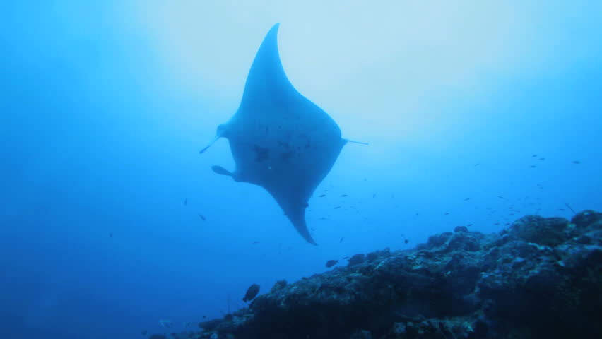 Mantas (Manta birostris), Maldives