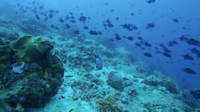 Migration of Red-toothed Triggerfishes (Odonus niger), Maldives