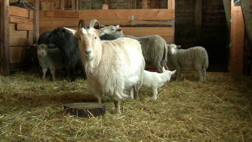 Goat boss