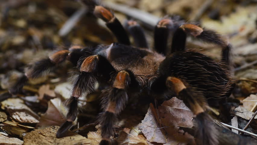 Mexican Redknee Tarantula Image Free Stock Photo Public Domain