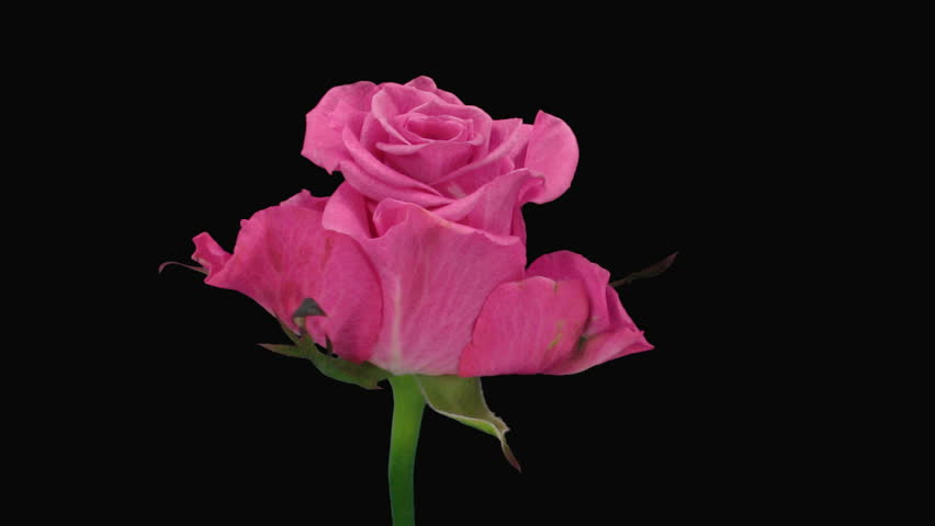 Time-lapse of dying "Ballet" rose with alpha matte 5 