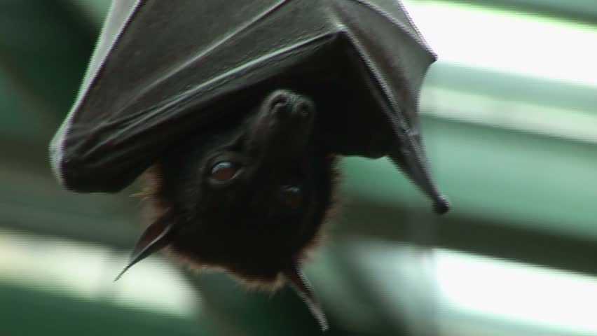 Bat hanging 