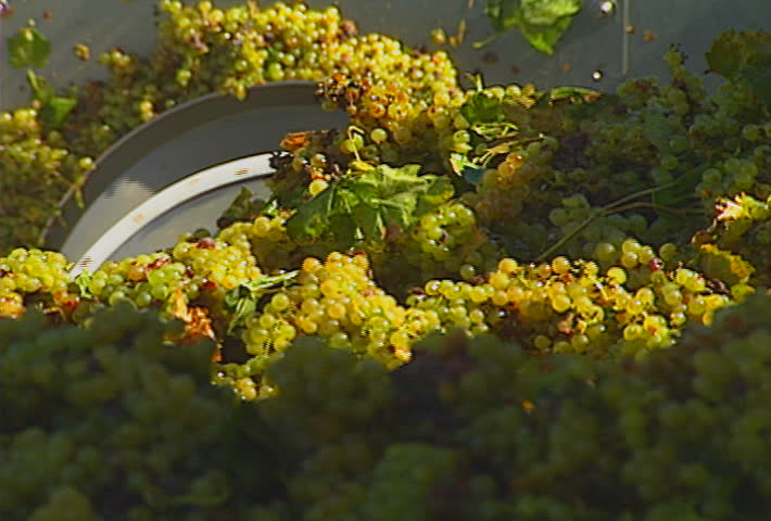 Grapes pushed along by an auger.