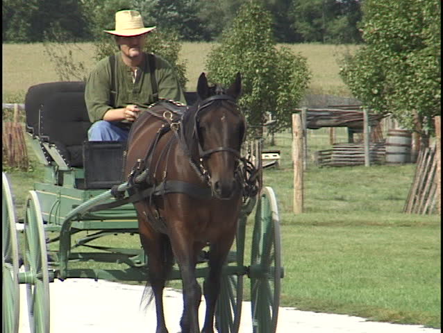 Man Riding Horse and Carriage 3