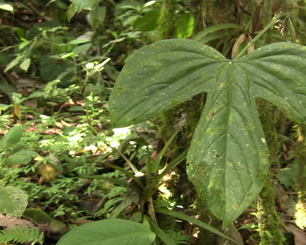 Leaves of an aroid climber, in cloudforest in Western Ecuador