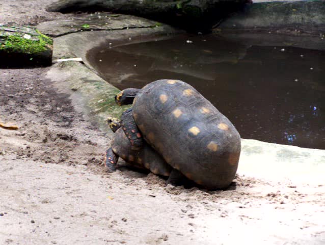 A couple of tortoises are having sex. Nature reserve. Belem. Brazil