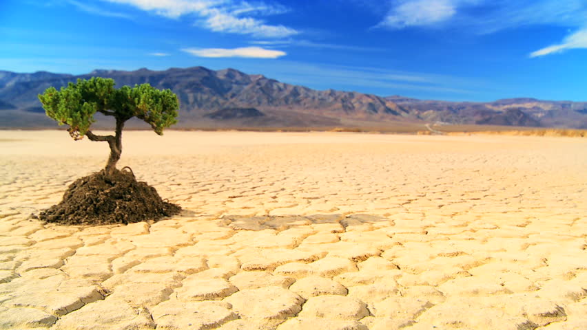 Concept climate change shot of green tree growing in arid desert landscape with hills behind
