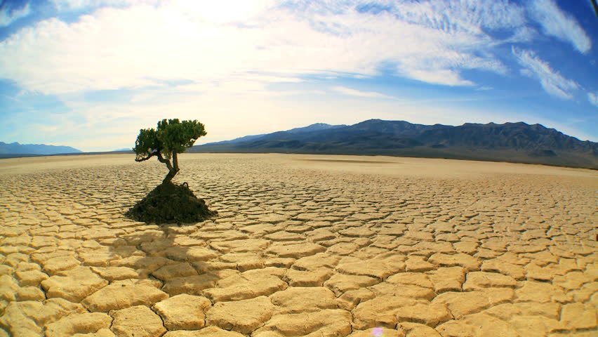 Concept climate change shot of green tree growing in arid desert landscape with hills behind