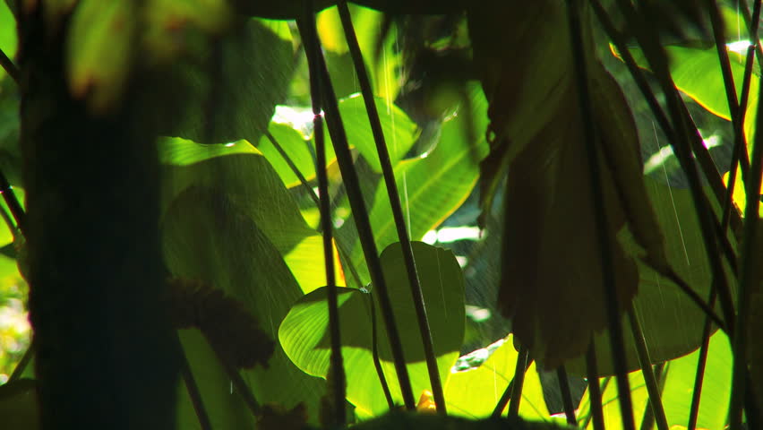 Rain falling on abundant lush green plants in environmental rainforest