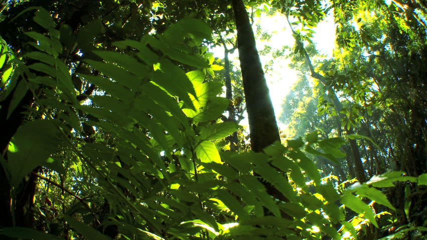 Sunlight filtering onto verdant green rainforest fauna  with audio