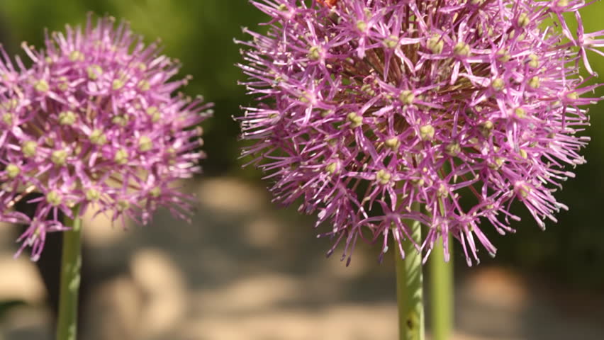 Humblebee collecting pollen from a field flower 