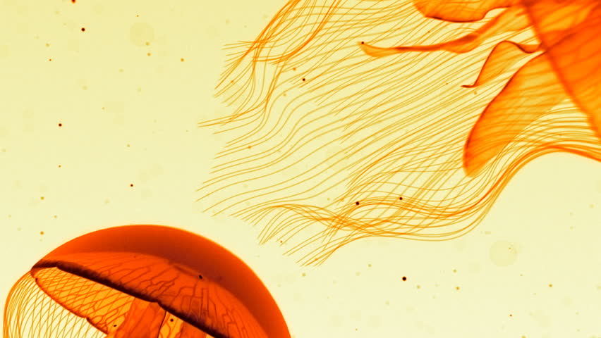 Jellyfish Nightlights Orange on White.