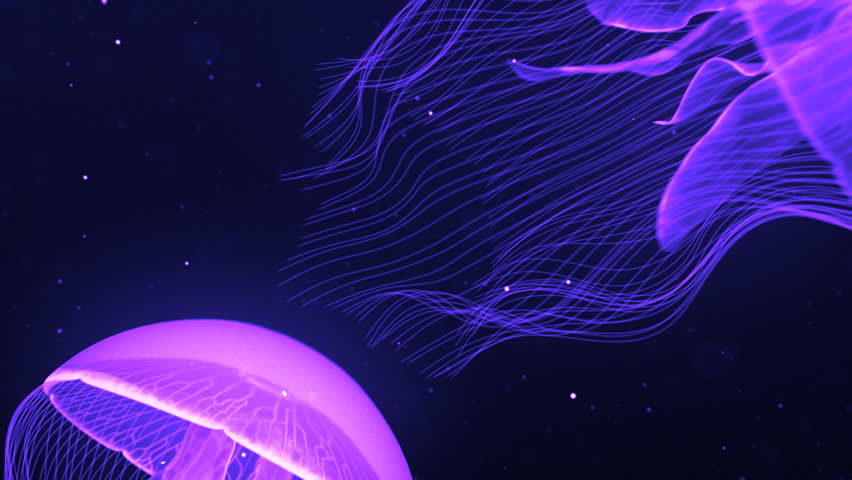 Jellyfish Nightlights Magento.