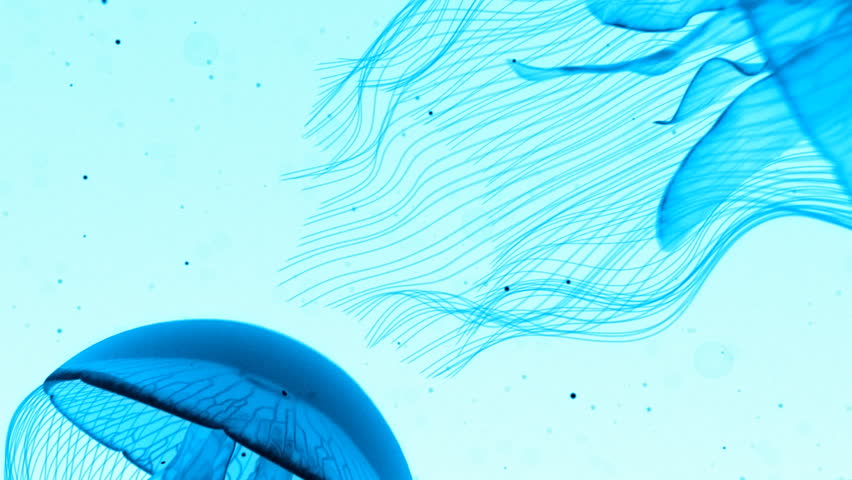 Jellyfish Nightlights Blue on White.