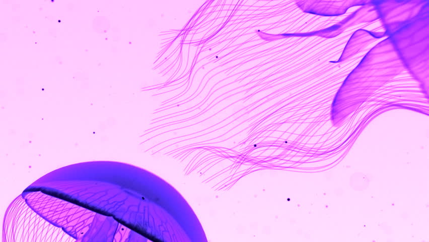 Jellyfish Nightlights Magento on White.