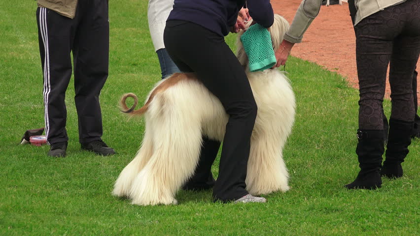 Header of Afghan hound