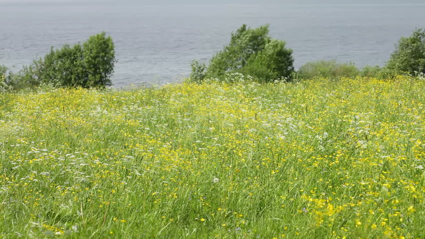 Field flower in the wind at the meadow 