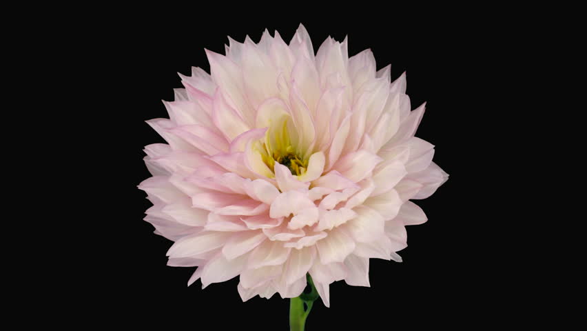 Time-lapse of dying pink dahlia 6b with ALPHA matte 