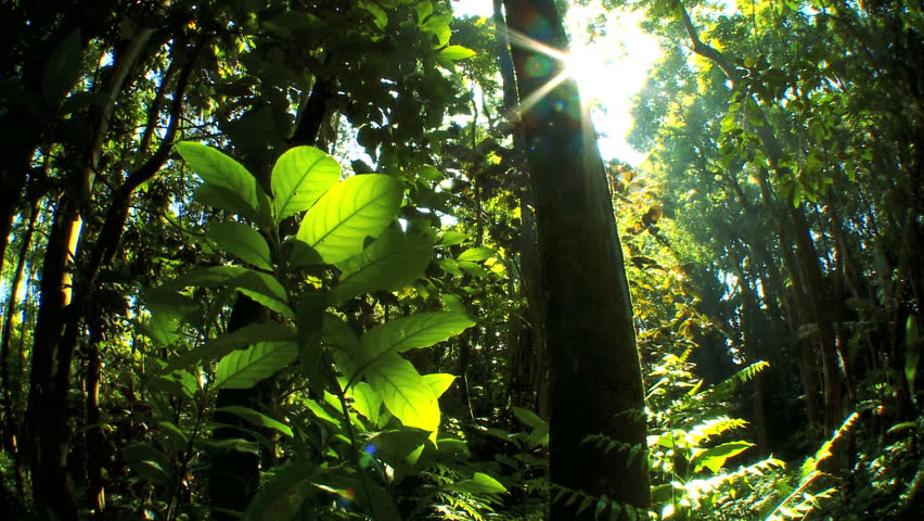 Sunlight filtering onto lush green rainforest with audio