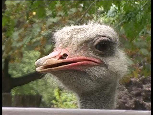 ostrich close-up 1