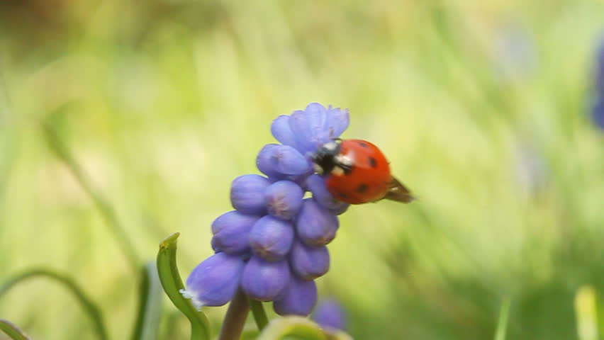 ladybug on a flower